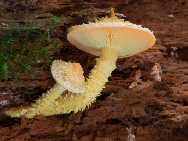 Pholiota flammans